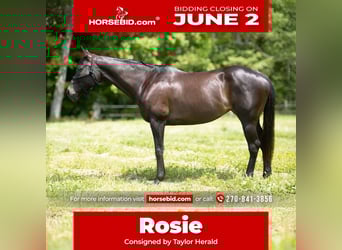 American Quarter Horse, Klacz, 11 lat, 163 cm, Gniada