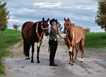 American Quarter Horse, Klacz, 11 lat, 165 cm, Gniada