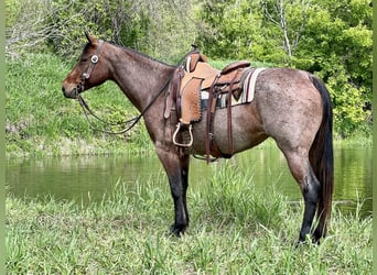 American Quarter Horse, Klacz, 11 lat, Gniadodereszowata