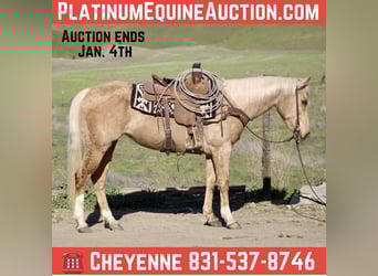 American Quarter Horse, Klacz, 11 lat, Izabelowata