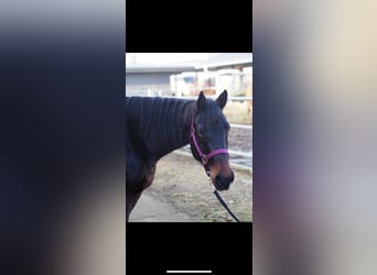 American Quarter Horse, Klacz, 11 lat