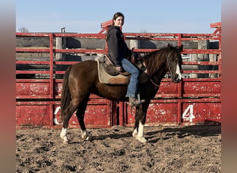 American Quarter Horse, Klacz, 12 lat, 137 cm, Gniada