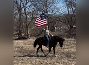 American Quarter Horse, Klacz, 12 lat, 137 cm, Gniada