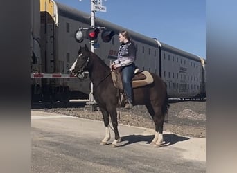 American Quarter Horse, Klacz, 12 lat, 137 cm, Gniada