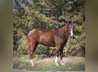 American Quarter Horse, Klacz, 12 lat, 137 cm, Gniada