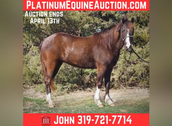 American Quarter Horse, Klacz, 12 lat, 137 cm, Gniada