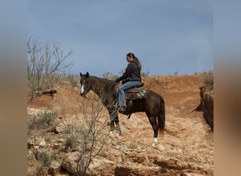 American Quarter Horse, Klacz, 12 lat, 137 cm, Gniada