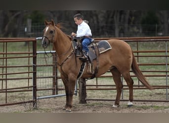 American Quarter Horse, Klacz, 12 lat, 142 cm, Bułana