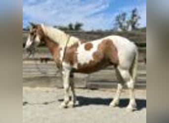 American Quarter Horse, Klacz, 12 lat, 142 cm, Tobiano wszelkich maści