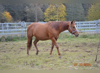 American Quarter Horse, Klacz, 12 lat, 145 cm, Ciemnokasztanowata