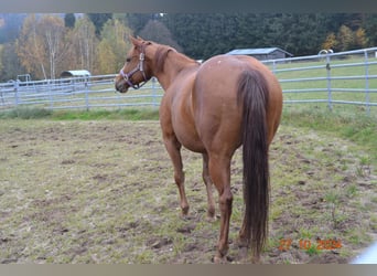 American Quarter Horse, Klacz, 12 lat, 145 cm, Ciemnokasztanowata