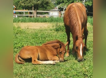 American Quarter Horse, Klacz, 12 lat, 145 cm, Ciemnokasztanowata