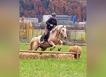 American Quarter Horse, Klacz, 12 lat, 145 cm, Izabelowata