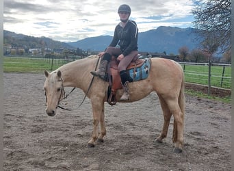 American Quarter Horse, Klacz, 12 lat, 145 cm, Izabelowata