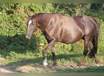 American Quarter Horse, Klacz, 12 lat, 145 cm, Izabelowata