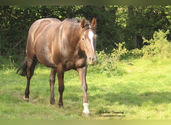 American Quarter Horse, Klacz, 12 lat, 145 cm, Izabelowata