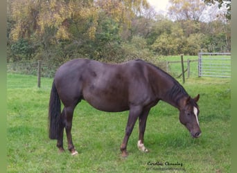 American Quarter Horse, Klacz, 12 lat, 145 cm, Izabelowata