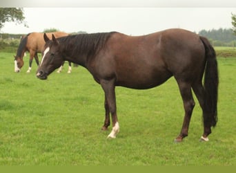 American Quarter Horse, Klacz, 12 lat, 145 cm, Izabelowata