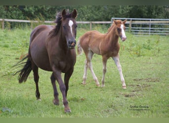 American Quarter Horse, Klacz, 12 lat, 145 cm, Izabelowata