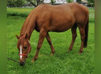 American Quarter Horse, Klacz, 12 lat, 145 cm, Kasztanowata