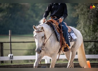American Quarter Horse, Klacz, 12 lat, 146 cm, Siwa w hreczce
