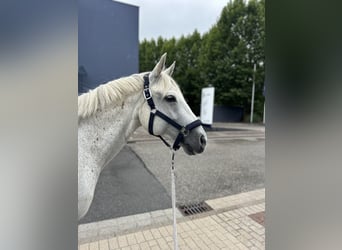 American Quarter Horse, Klacz, 12 lat, 146 cm, Siwa w hreczce