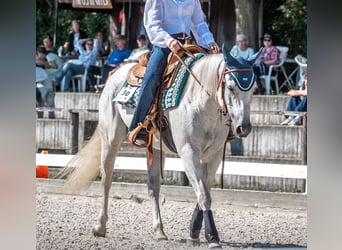 American Quarter Horse, Klacz, 12 lat, 146 cm, Siwa w hreczce