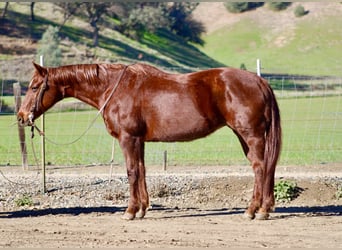American Quarter Horse, Klacz, 12 lat, 147 cm, Ciemnokasztanowata