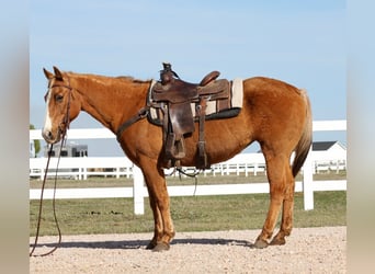 American Quarter Horse, Klacz, 12 lat, 147 cm, Izabelowata