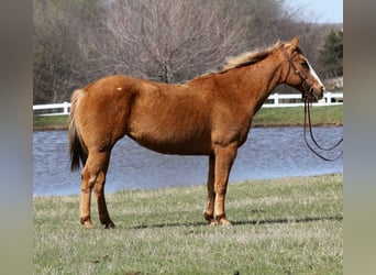 American Quarter Horse, Klacz, 12 lat, 147 cm, Izabelowata