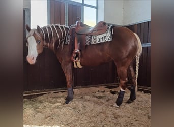 American Quarter Horse, Klacz, 12 lat, 148 cm, Izabelowata