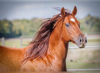 American Quarter Horse, Klacz, 12 lat, 150 cm, Ciemnokasztanowata