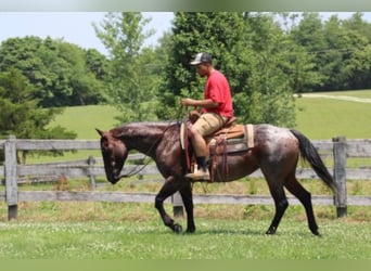 American Quarter Horse, Klacz, 12 lat, 150 cm, Gniadodereszowata