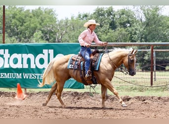 American Quarter Horse, Klacz, 12 lat, 150 cm, Izabelowata