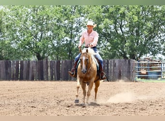 American Quarter Horse, Klacz, 12 lat, 150 cm, Izabelowata