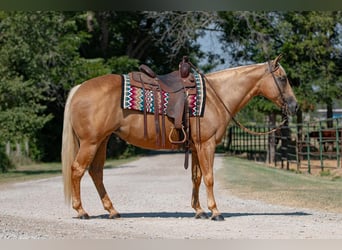 American Quarter Horse, Klacz, 12 lat, 150 cm, Izabelowata