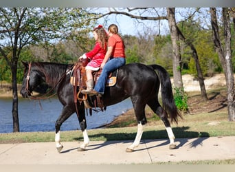American Quarter Horse, Klacz, 12 lat, 150 cm, Kara