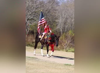 American Quarter Horse, Klacz, 12 lat, 150 cm, Kara