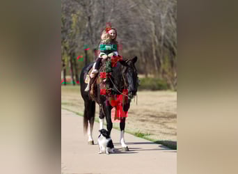 American Quarter Horse, Klacz, 12 lat, 150 cm, Kara