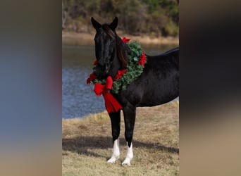 American Quarter Horse, Klacz, 12 lat, 150 cm, Kara