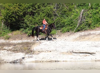 American Quarter Horse, Klacz, 12 lat, 150 cm, Kara