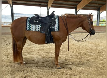 American Quarter Horse, Klacz, 12 lat, 150 cm, Kasztanowata