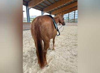 American Quarter Horse, Klacz, 12 lat, 150 cm, Kasztanowata