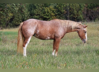 American Quarter Horse Mix, Klacz, 12 lat, 150 cm, Kasztanowatodereszowata