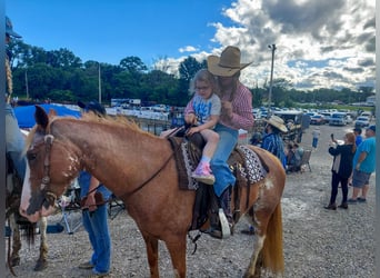 American Quarter Horse Mix, Klacz, 12 lat, 150 cm, Sabino