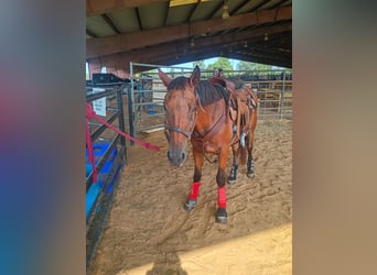 American Quarter Horse, Klacz, 12 lat, 152 cm, Gniada
