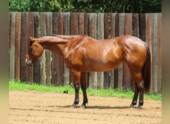 American Quarter Horse, Klacz, 12 lat, 152 cm, Gniadodereszowata