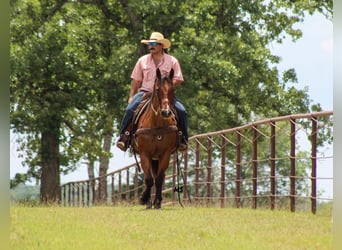 American Quarter Horse, Klacz, 12 lat, 152 cm, Gniadodereszowata