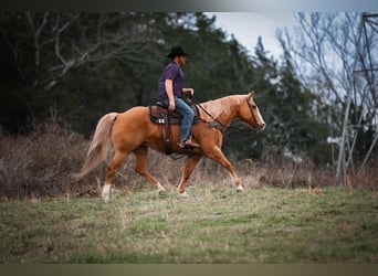 American Quarter Horse, Klacz, 12 lat, 152 cm, Izabelowata