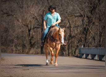 American Quarter Horse, Klacz, 12 lat, 152 cm, Izabelowata